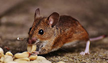 24 Hour & Emergency Exterminators in Royal Oak, MI